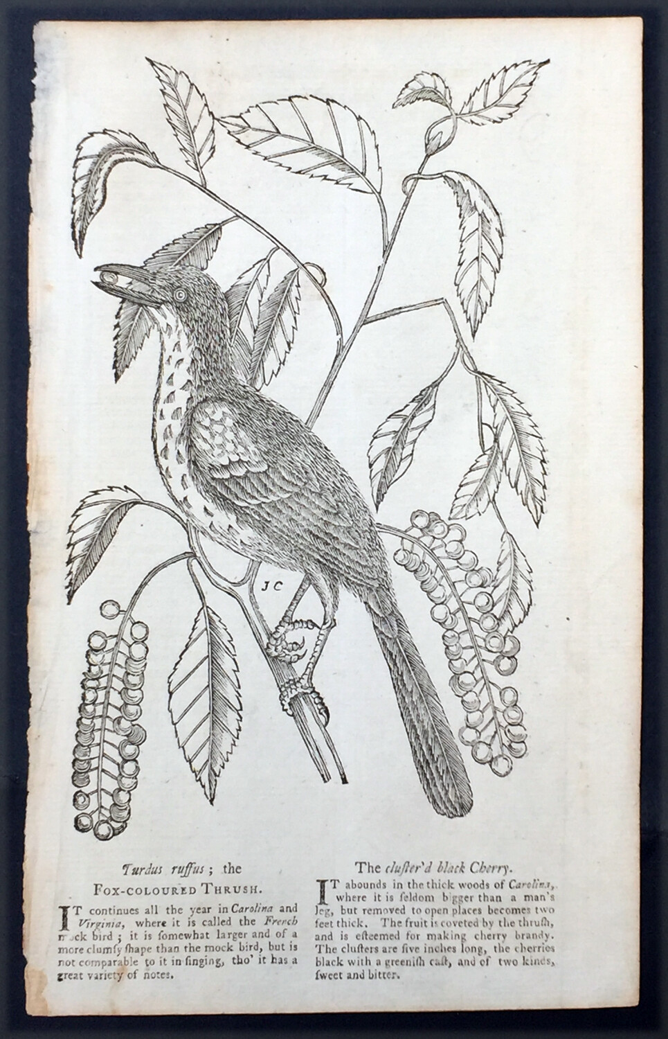 1757 Gents Magazine Original Antique Print of The Fox-Coloured Thrush Bird