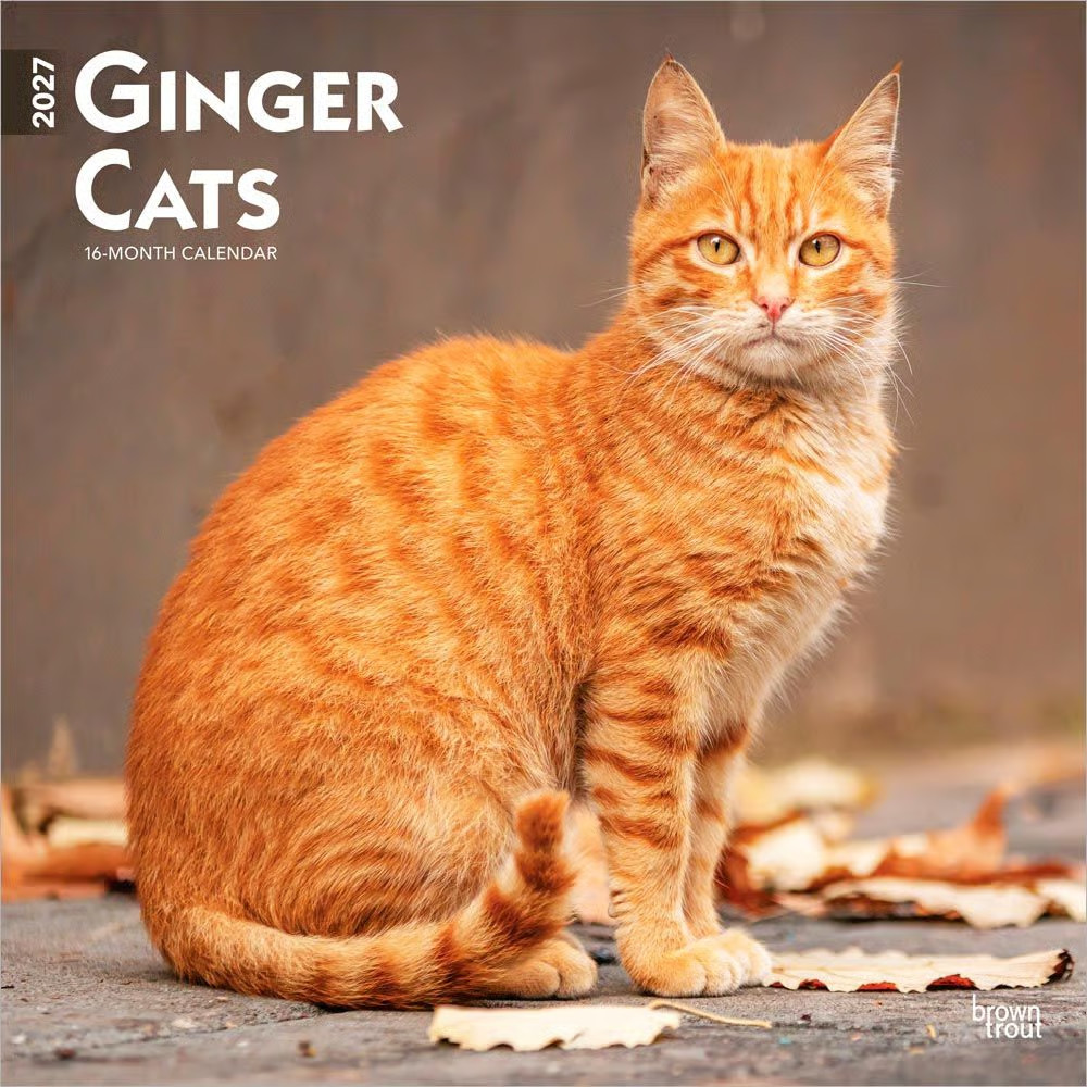 BrownTrout, Ginger Cats 2027 Wall Calendar BrownTrout, Ginger Cats 2027 Wall Calendar