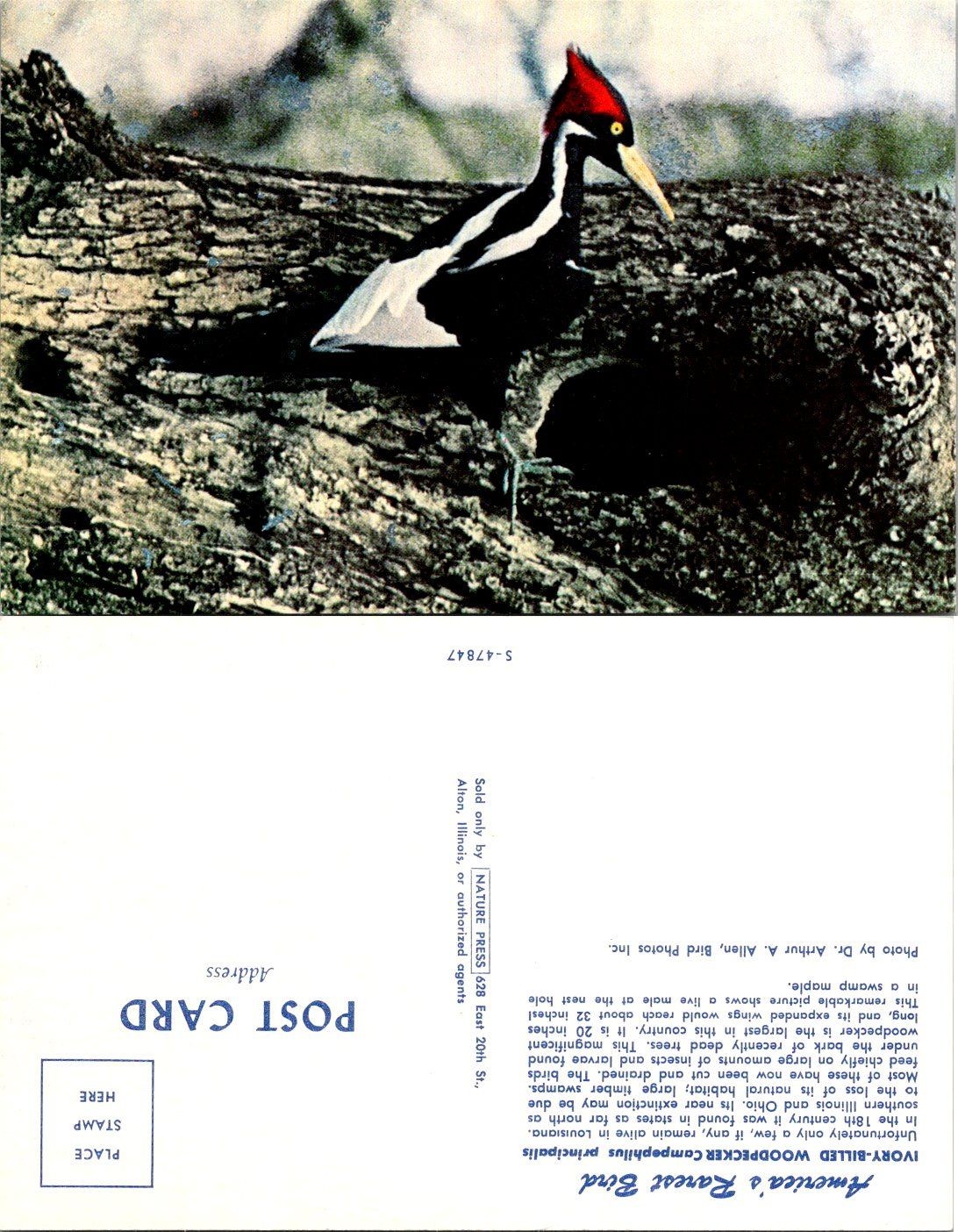 Vintage Ivory-billed Woodpecker Real Photo RPPC Postcard Nature Press Photo