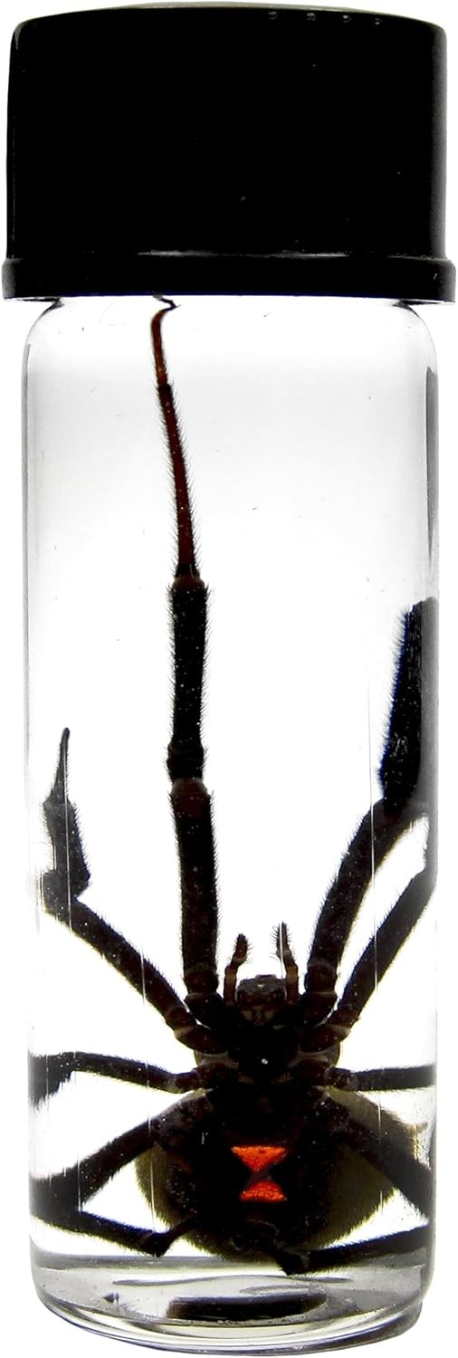 LATRODECTUS sp. wet specimen BLACK WIDOW PRESERVED SPIDER 2in VIAL