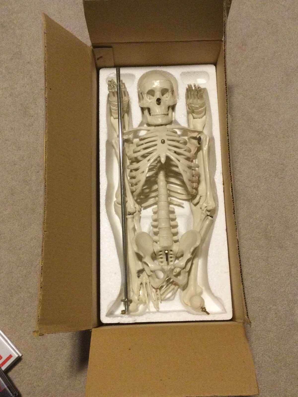 (NEW) Antique Display Skeleton 33”  Celebrex With Base Never Displayed before