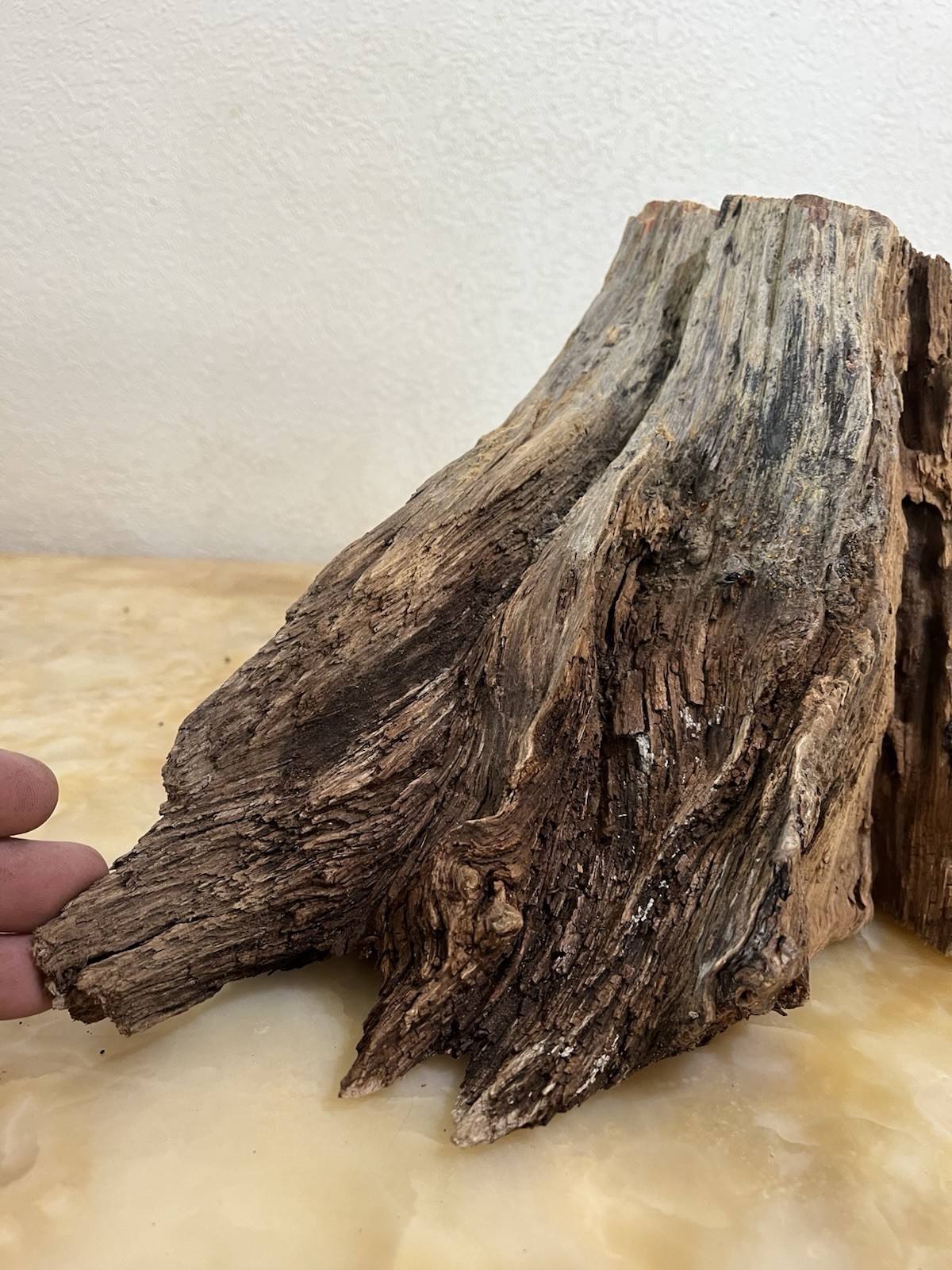 Ancient Old Growth Ponderosa Pine Deadwood - Flat Cut Base Display Stump