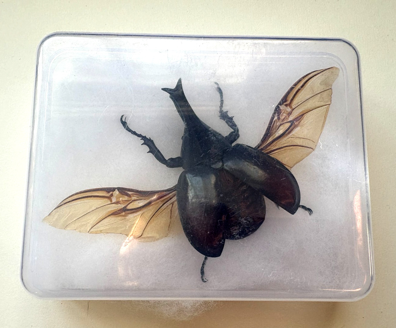 XYLOTRUPES GIDEON ( FIGHTING RHINO BEETLE ) - EXPERTLY SPREAD & READY  TO FRAME