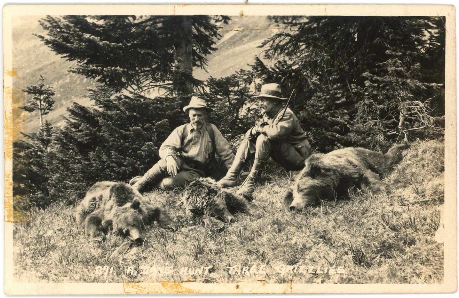 c1910s Byron Harmon Banff Three Grizzlies Hunting Postcard CPR Rockies RPPC