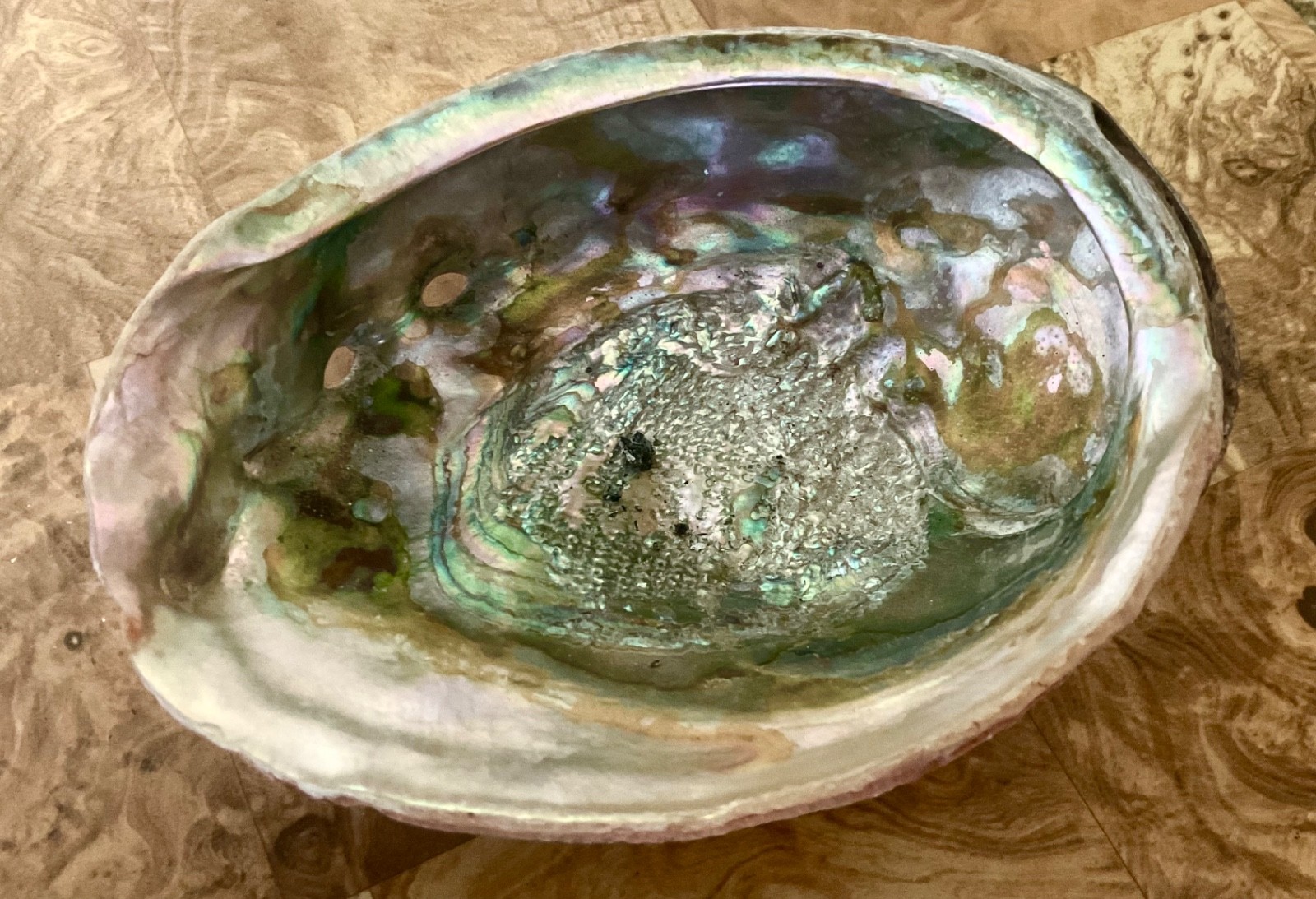 Vintage Large Abalone Natural Sea Shell 8”x7”x2.5”