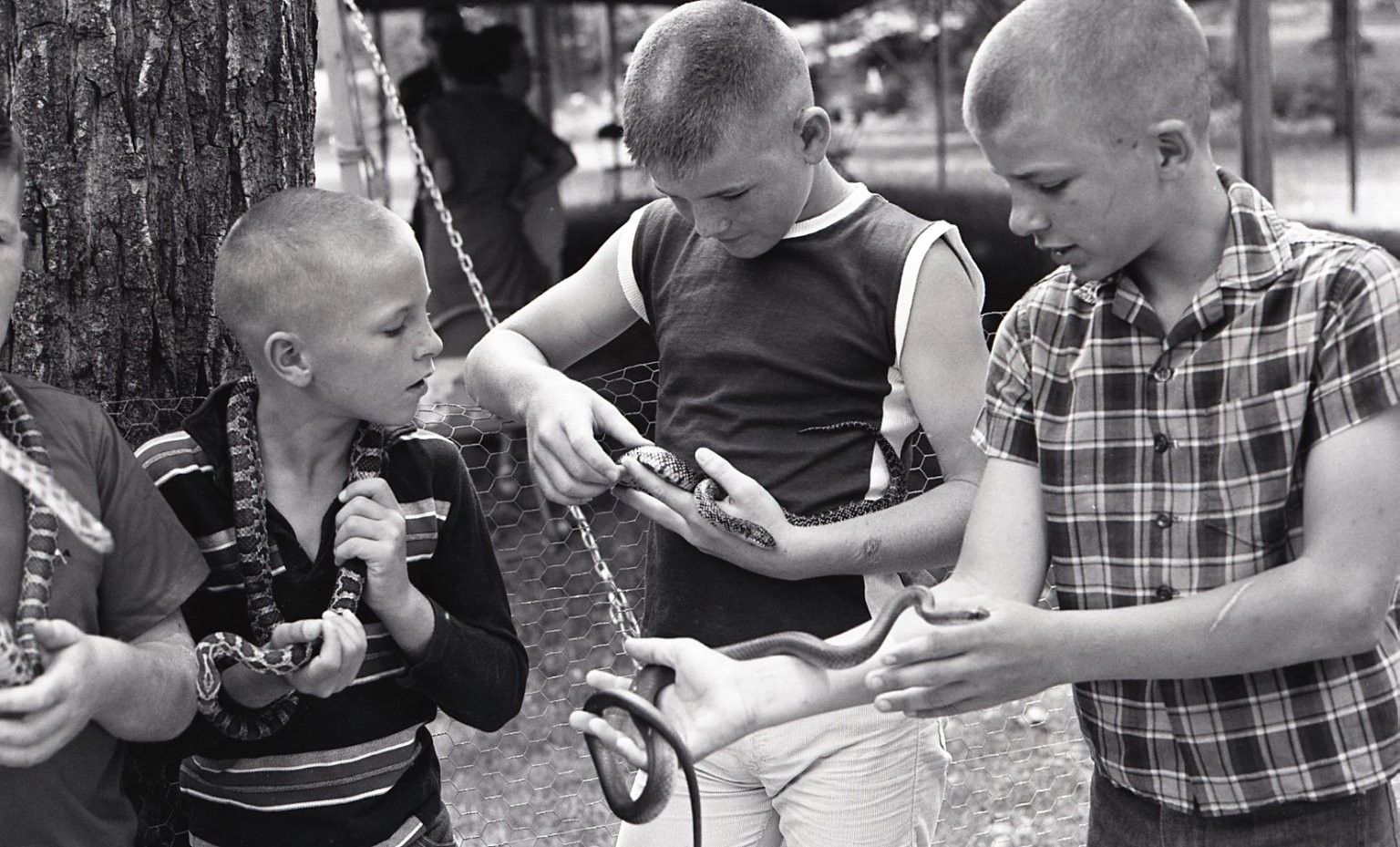 sl47 Negative 1960's California Boys with Snakes 266a sl47 Negative 1960's California Boys with Snakes 266a