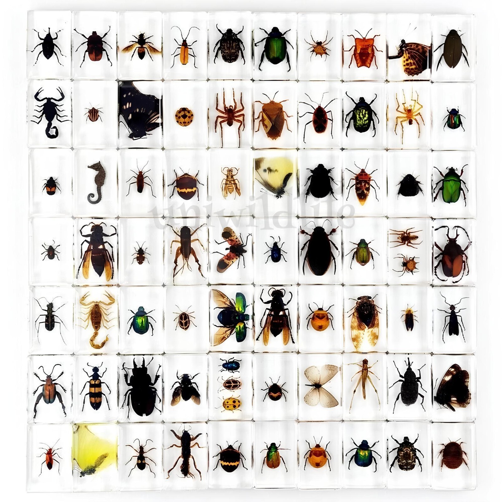 30 Pcs Real Insect Specimen Bugs in Resin Collection Beetle Resin Paperweights 30 Pcs Real Insect Specimen Bugs in Resin Collection Beetle Resin Paperweights