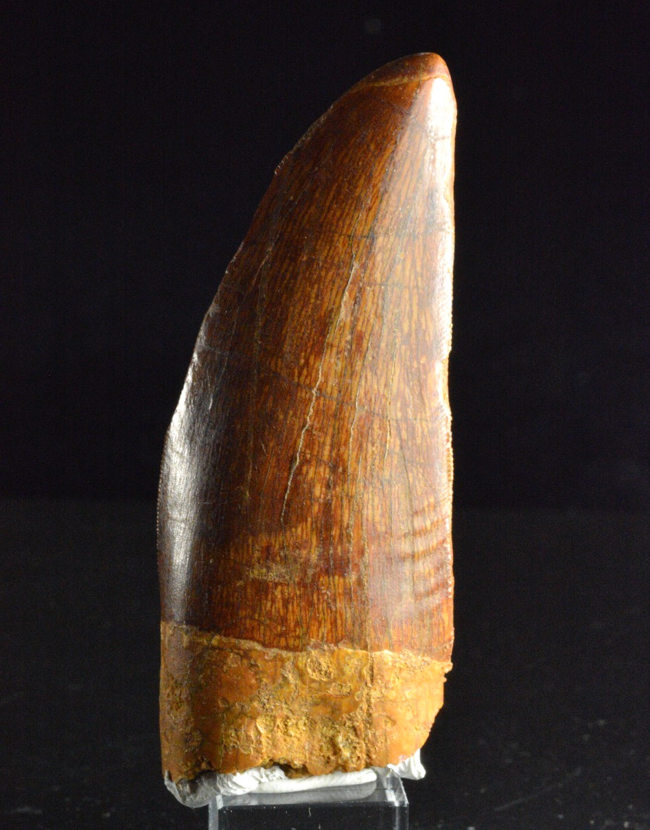Carcharodontosaurus Dinosaur Tooth, Kem Kem, Morocco, 3.26\