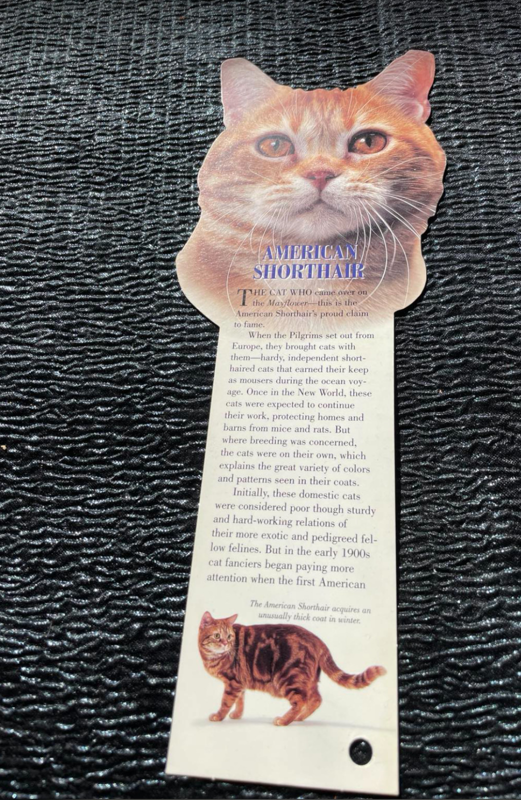 American Shorthair Cat Themed Bookmark Cat Book Lovers Facts Photos Domestic 10\