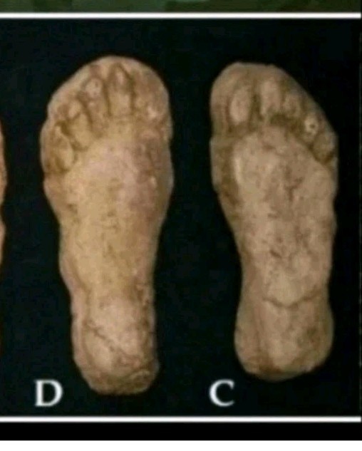 1982 Grays Harbor Heryford Bigfoot print casts 