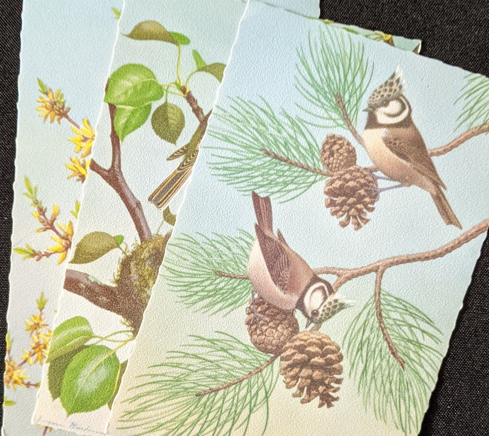 Artist Signed Birds Alfred Mainzer Vintage Postcards Set of 3 Postcrossing