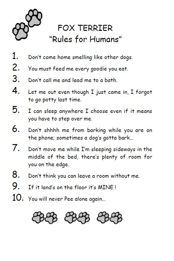 Fox Terrier \