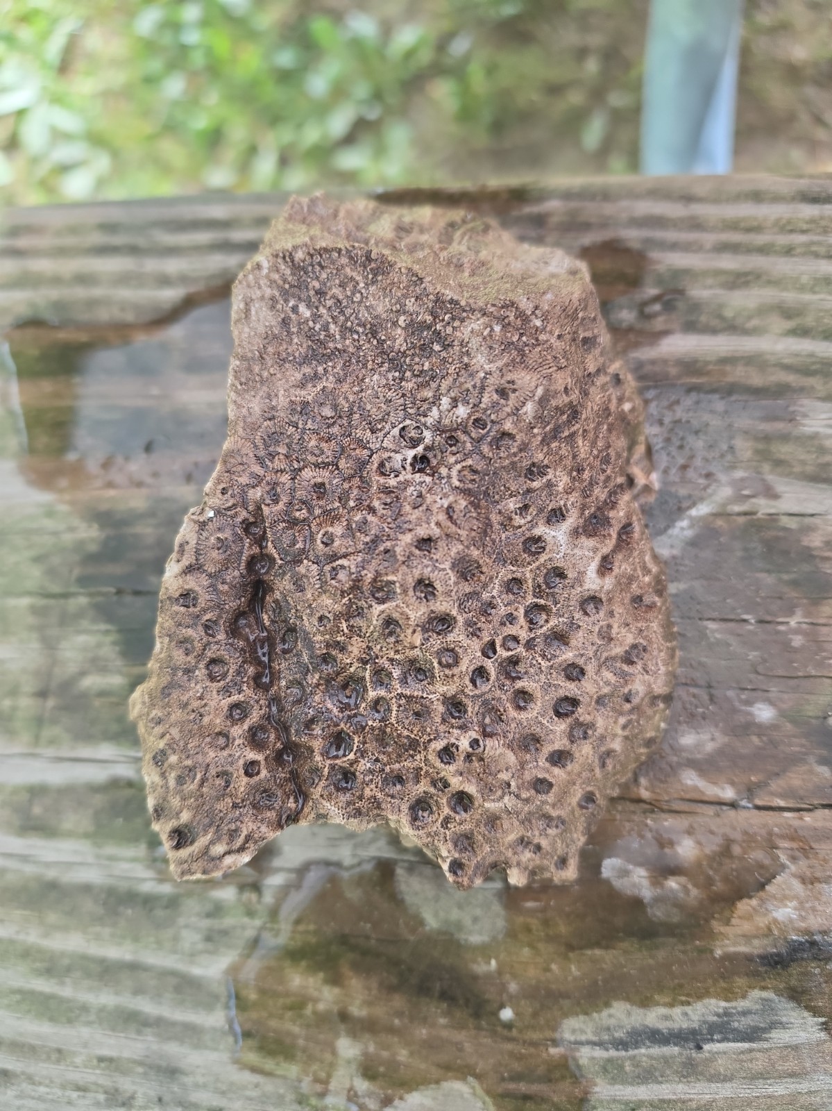 Fossil Rock Rough Petoskey Stone Large