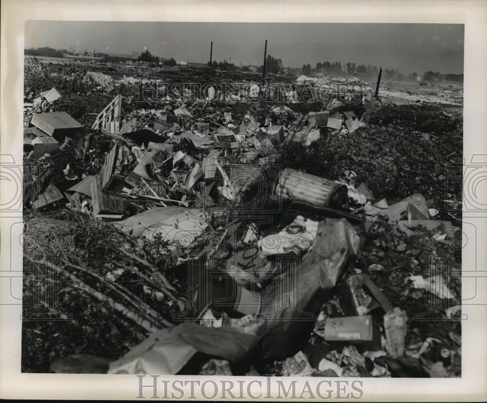 1950 Press Photo Audubon Park Batture Dump - noa23050 1950 Press Photo Audubon Park Batture Dump - noa23050