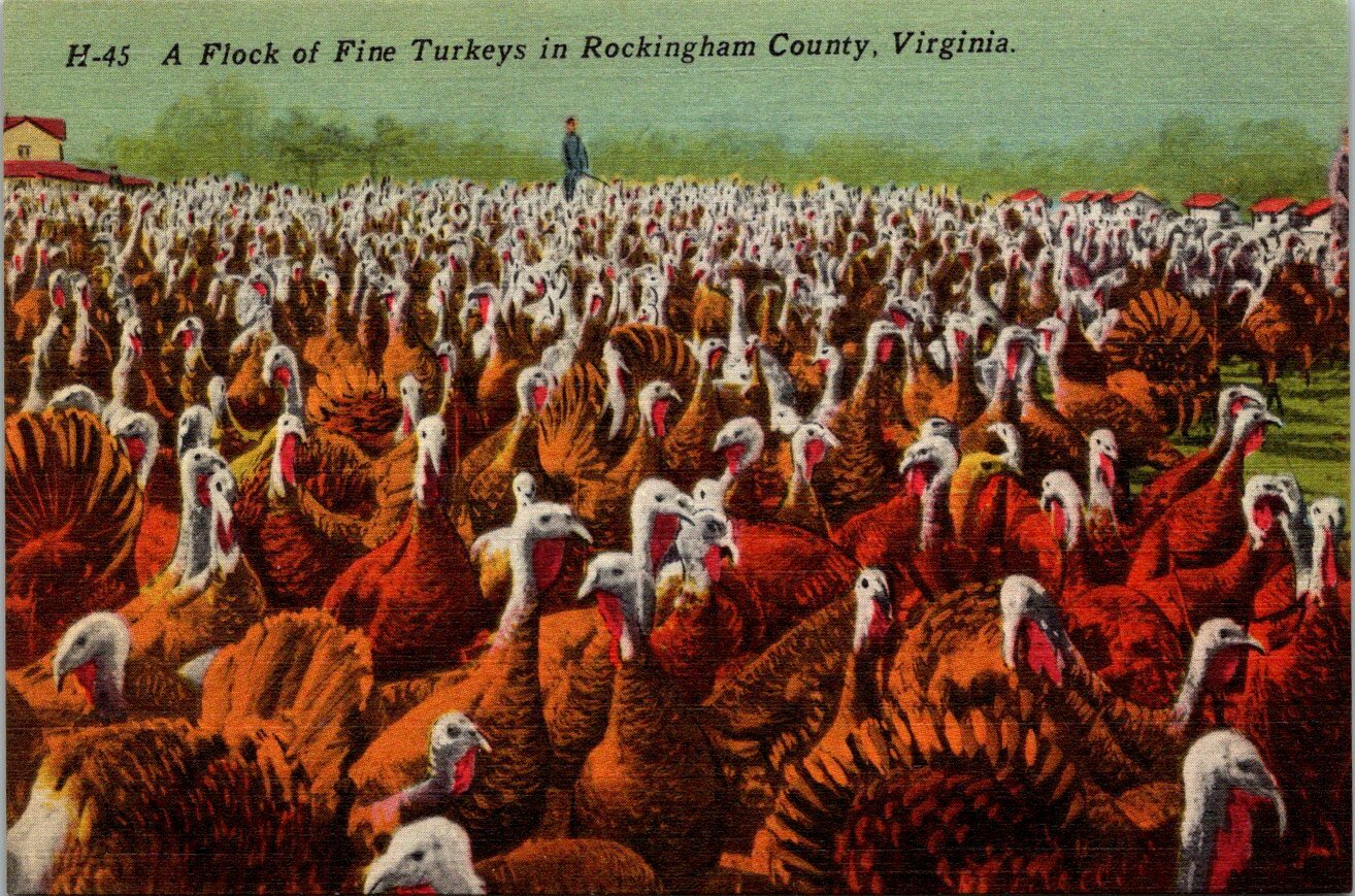 A Flock of Fine Turkeys in Rockingham County, VA - F12239