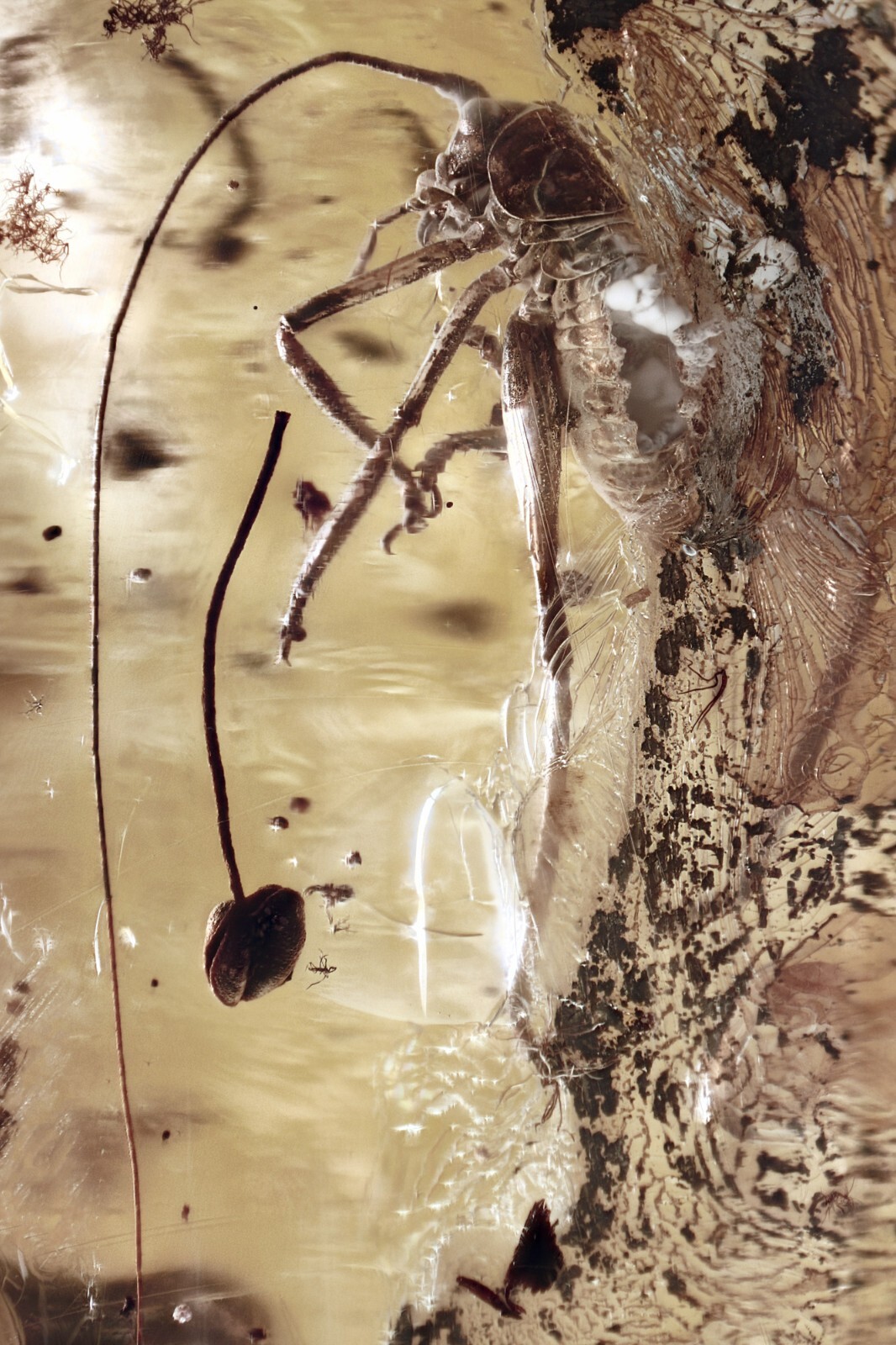 Nice CRICKET Gryllidae & STAMEN Fossil Genuine BALTIC AMBER 8.1 + HQ Pic 250317