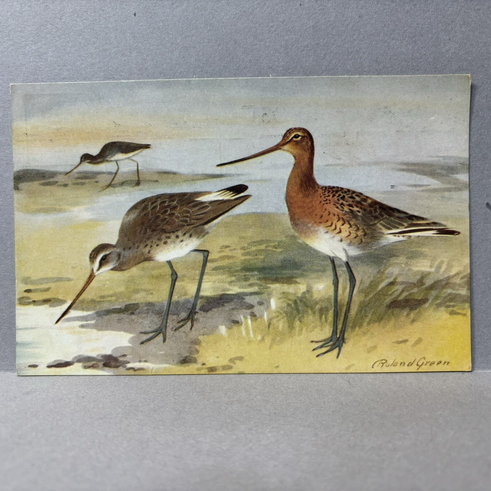 Postcard Blacktailed Godwit Bird Ruskin Studios 1940s