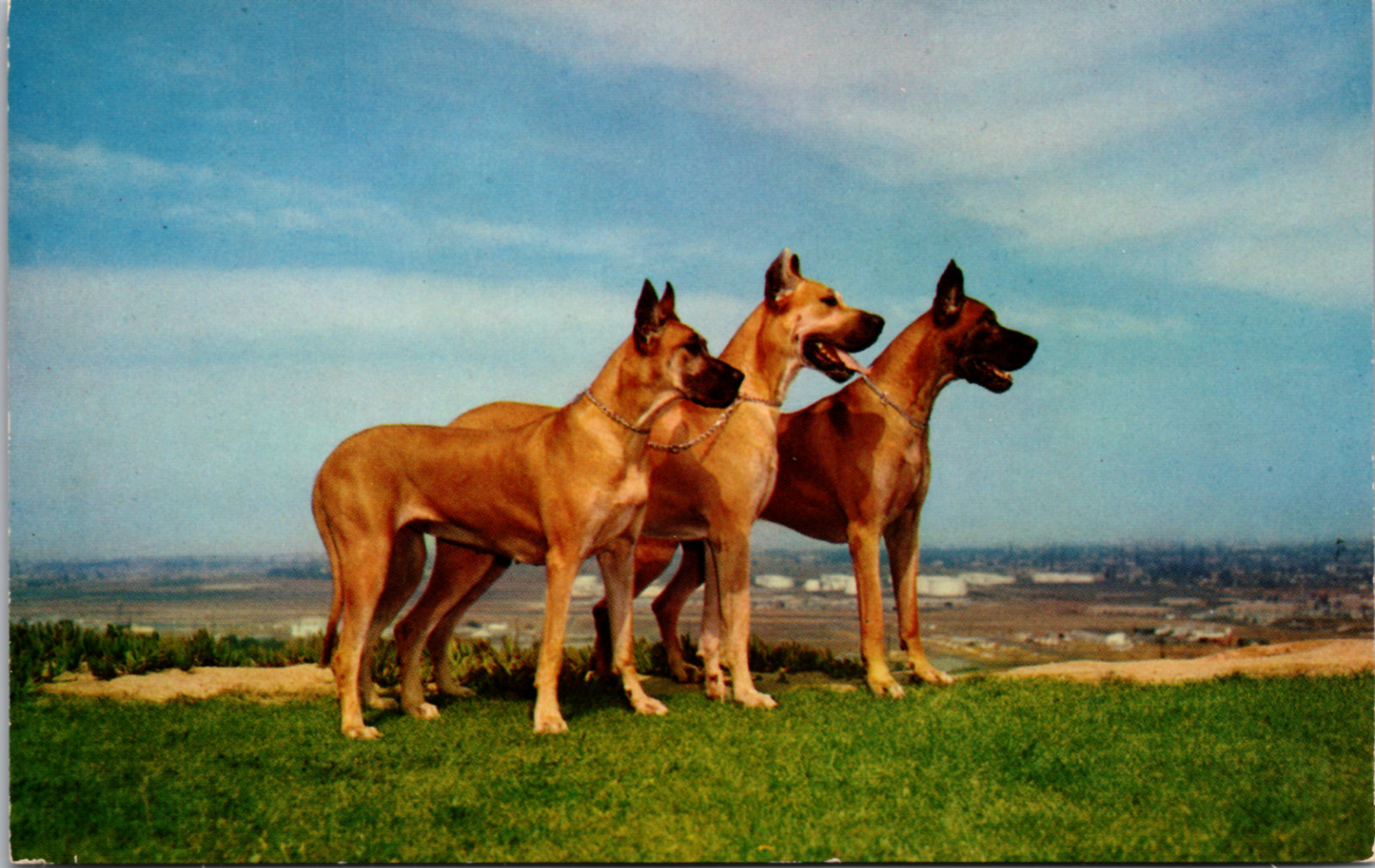 Danes' Great Day Three Great Danes Vintage Postcard