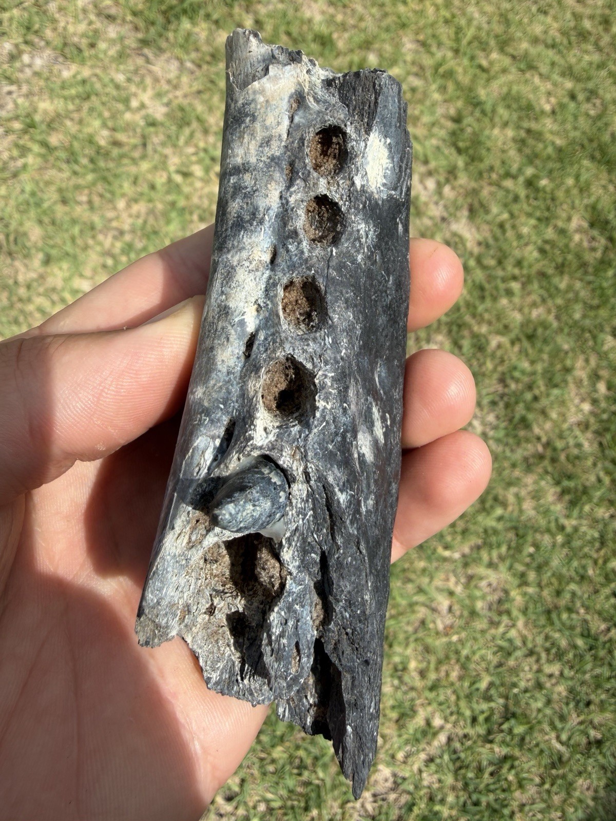 RARE FOSSIL ALLIGATOR JAW BONE WITH TOOTH (RESTORED/GLUED) PEACE RIVER RARE FOSSIL ALLIGATOR JAW BONE WITH TOOTH (RESTORED/GLUED) PEACE RIVER