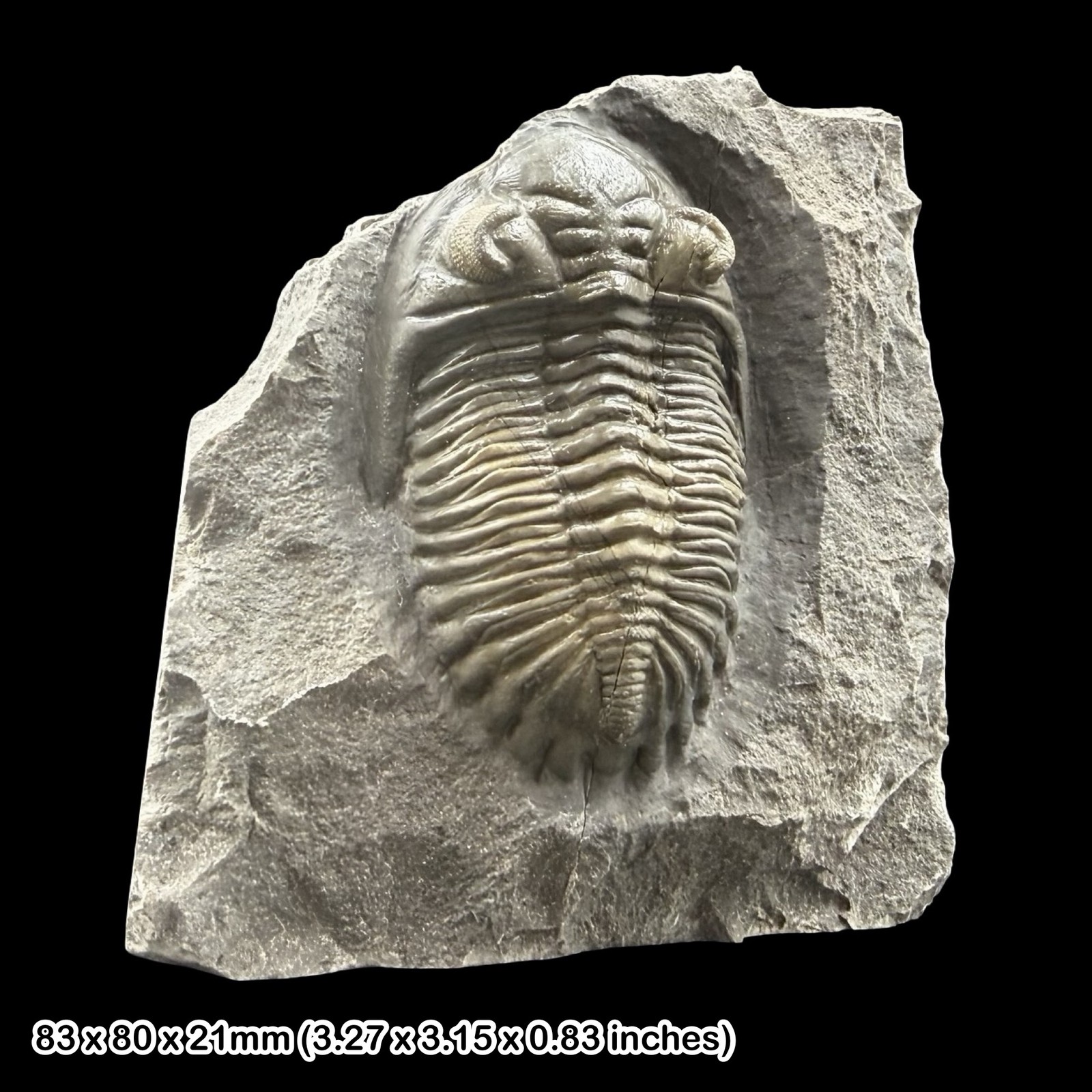 Hollardops mesocristata Trilobite Fossil A Grade Devonian Morocco Specimen