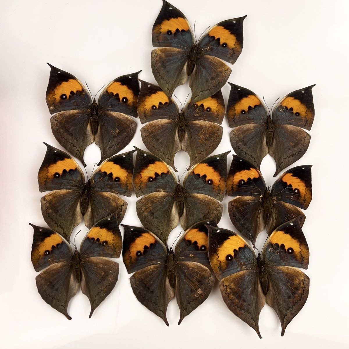 10 Pcs Spread Dead Leaf Butterfly Specimens 8-10cm A1-A- Grade DIY Decor Gift