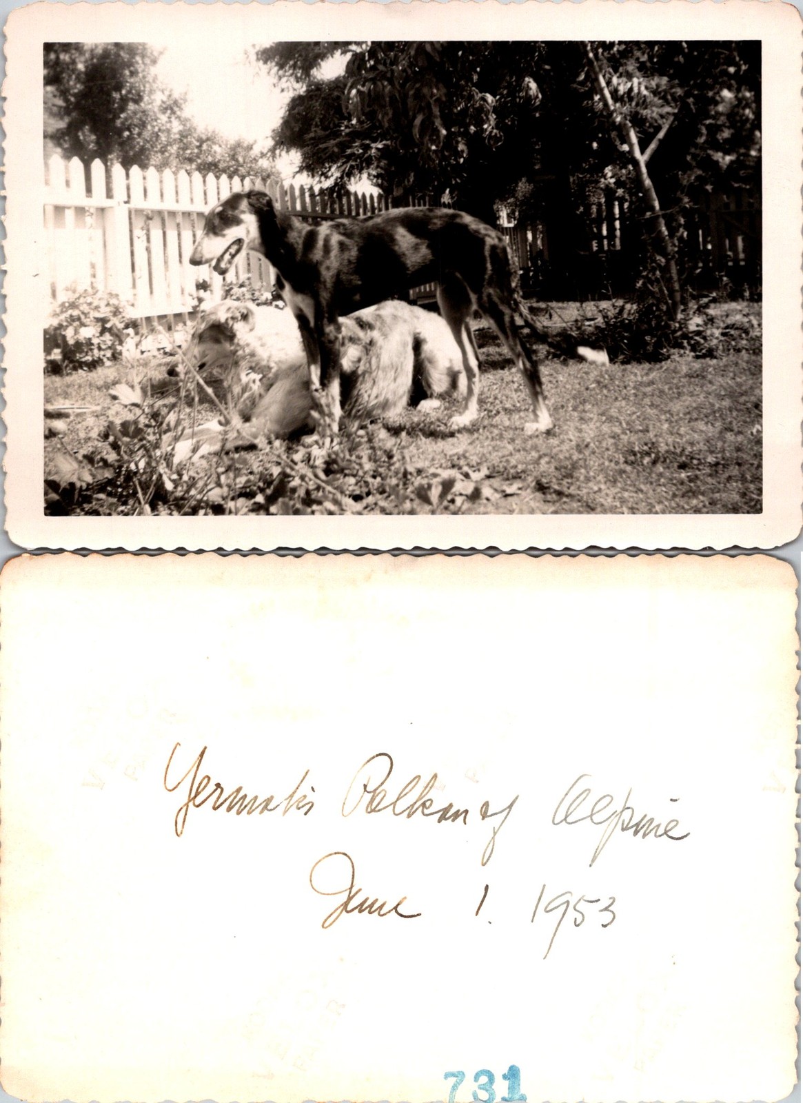 Russian Greyhound Dog Borzoi 1953 Yermaki Pelkan of Alpine B+W Photo S0100