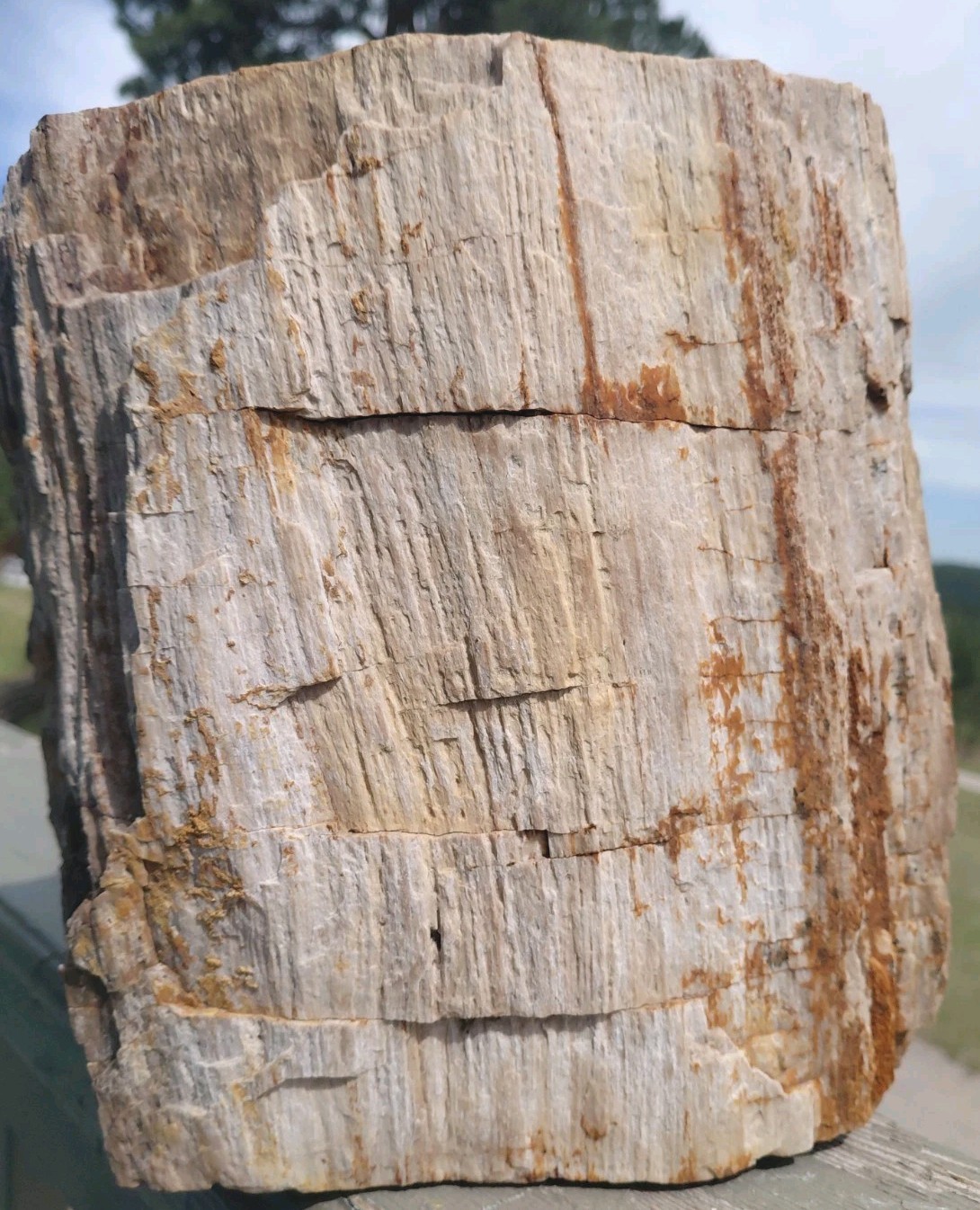 22 Lbs Petrified Wood Stump 9\