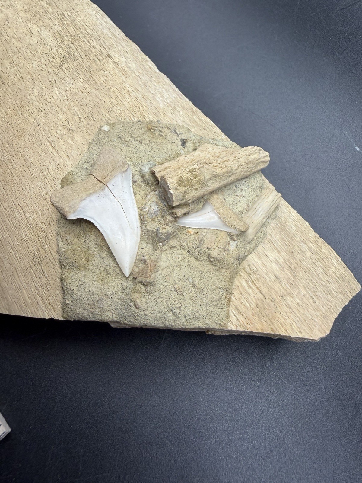 WHALE RIB BONE FOSSIL WITH MAKO SHARK TEETH IN MATRIX STH CALIFORNIA 7” WHALE RIB BONE FOSSIL WITH MAKO SHARK TEETH IN MATRIX STH CALIFORNIA 7”