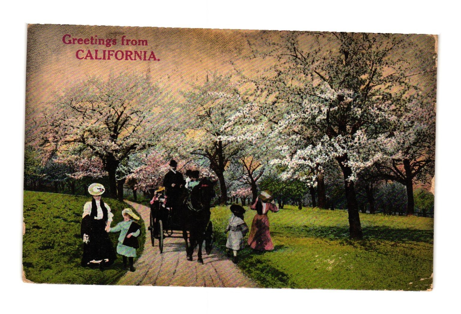 1908 Greetings California Vintage Postcard Horse Drawn Carriage Spring Blossoms