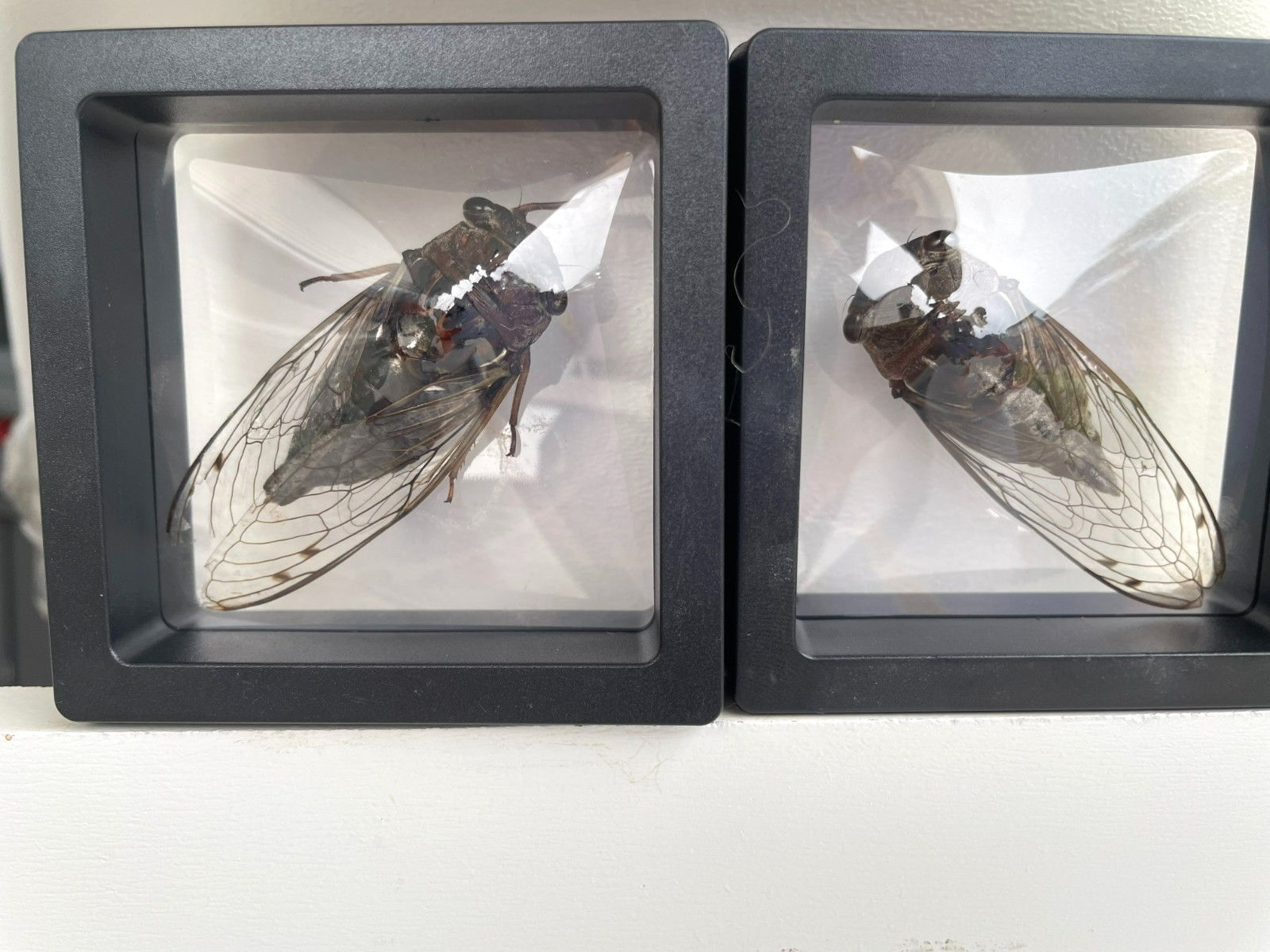 Two Western Dusk Singing Cicada Framed Insect Specimen Size 2.75X2.75