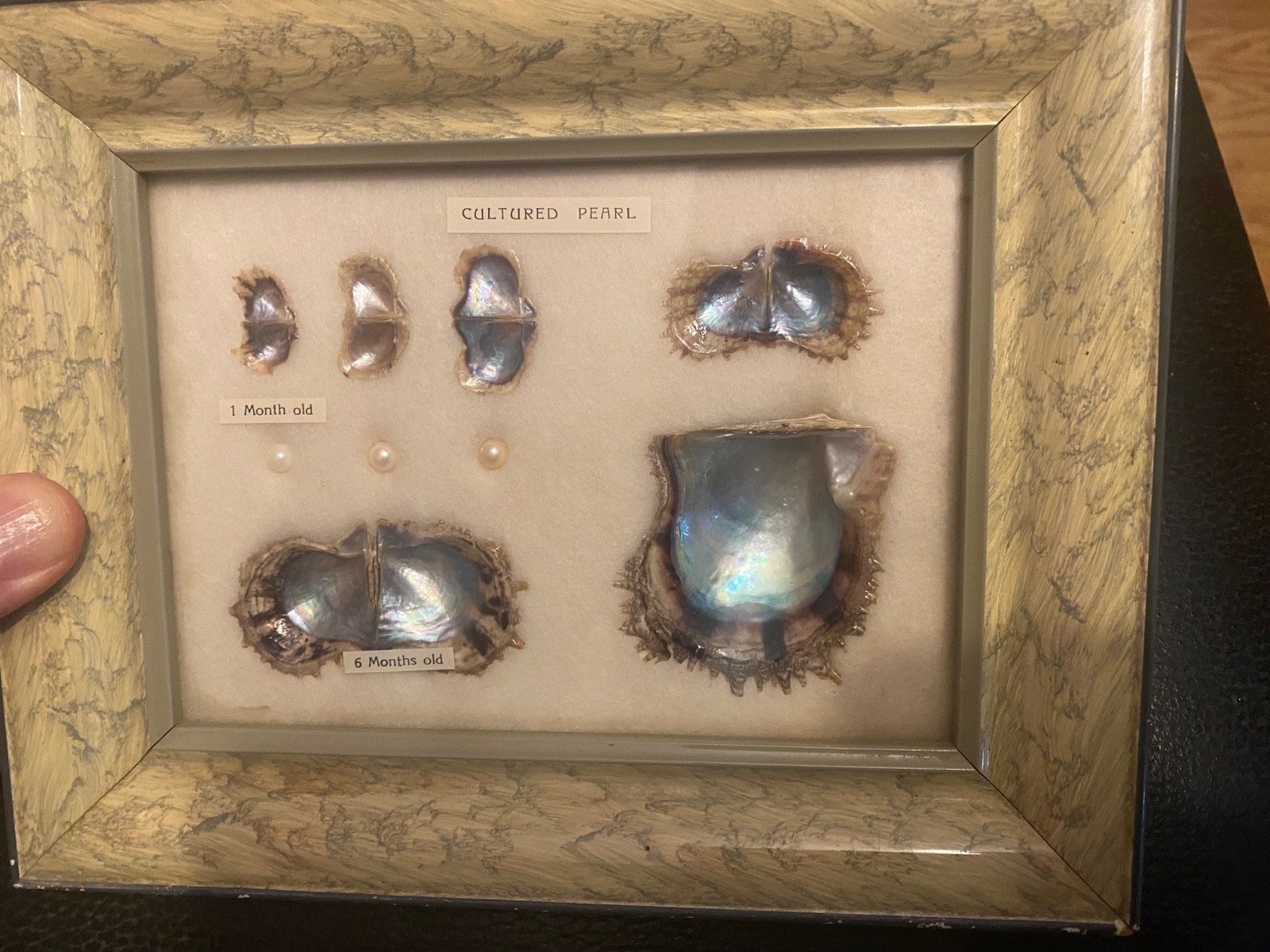 VINTAGE 1940S 50S FRAMED CULTURED PEARLS & SHELLS JAPANESE OYSTER GROWTH DISPLAY VINTAGE 1940S 50S FRAMED CULTURED PEARLS & SHELLS JAPANESE OYSTER GROWTH DISPLAY