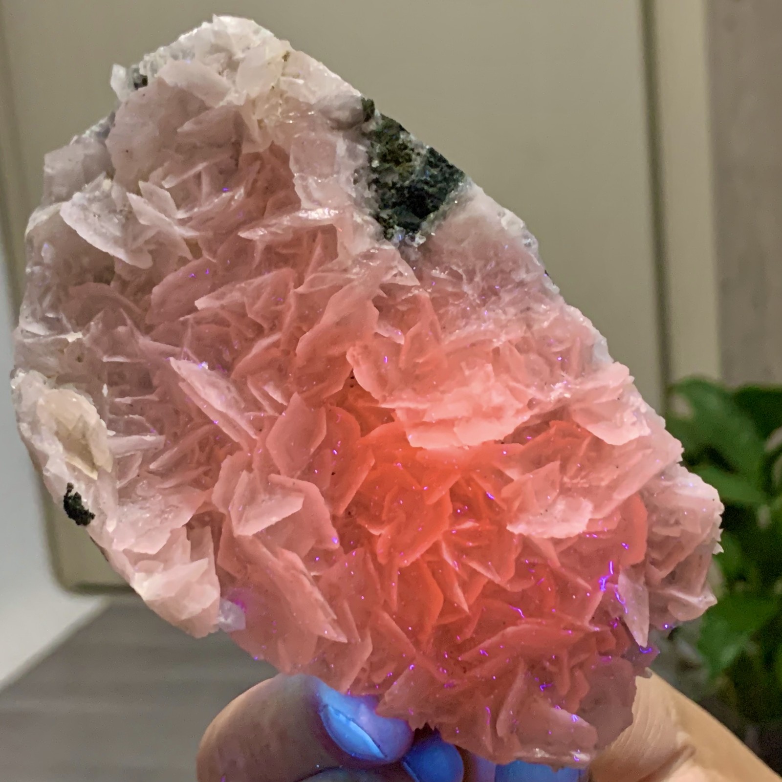 304G Natural Petal rose Calcite Crystal Specimen Mineral STRONG UV to Orange