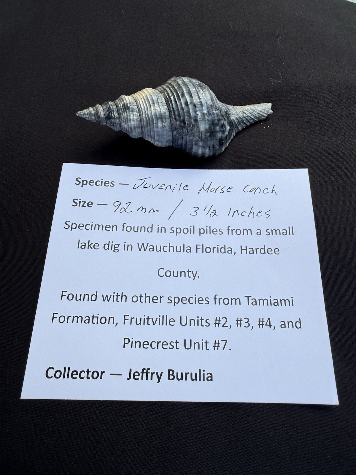 RARE fossilized juvenile Horse conch from central Florida..Pliocene era. RARE fossilized juvenile Horse conch from central Florida..Pliocene era.