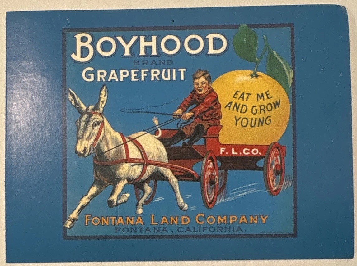Vintage Postcard- Boyhood Brand Grapefruit, Fontana, CA, Orange-Crate Art book Vintage Postcard- Boyhood Brand Grapefruit, Fontana, CA, Orange-Crate Art book