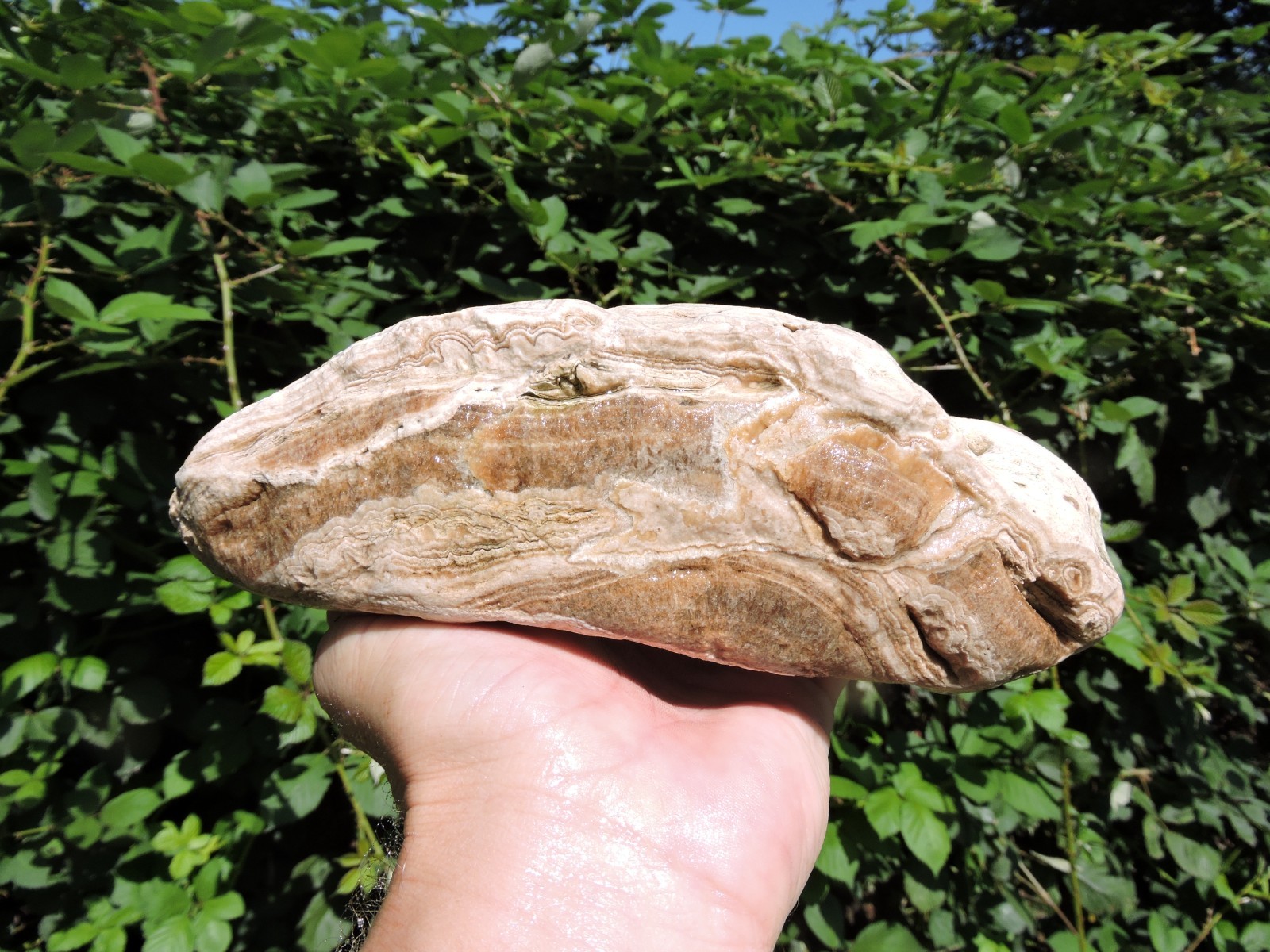 5.6LB TRAVERTINE ONYX AGATE Rough ROCK  w/ AMAZING PATTERNS & Botryoidal CAVES