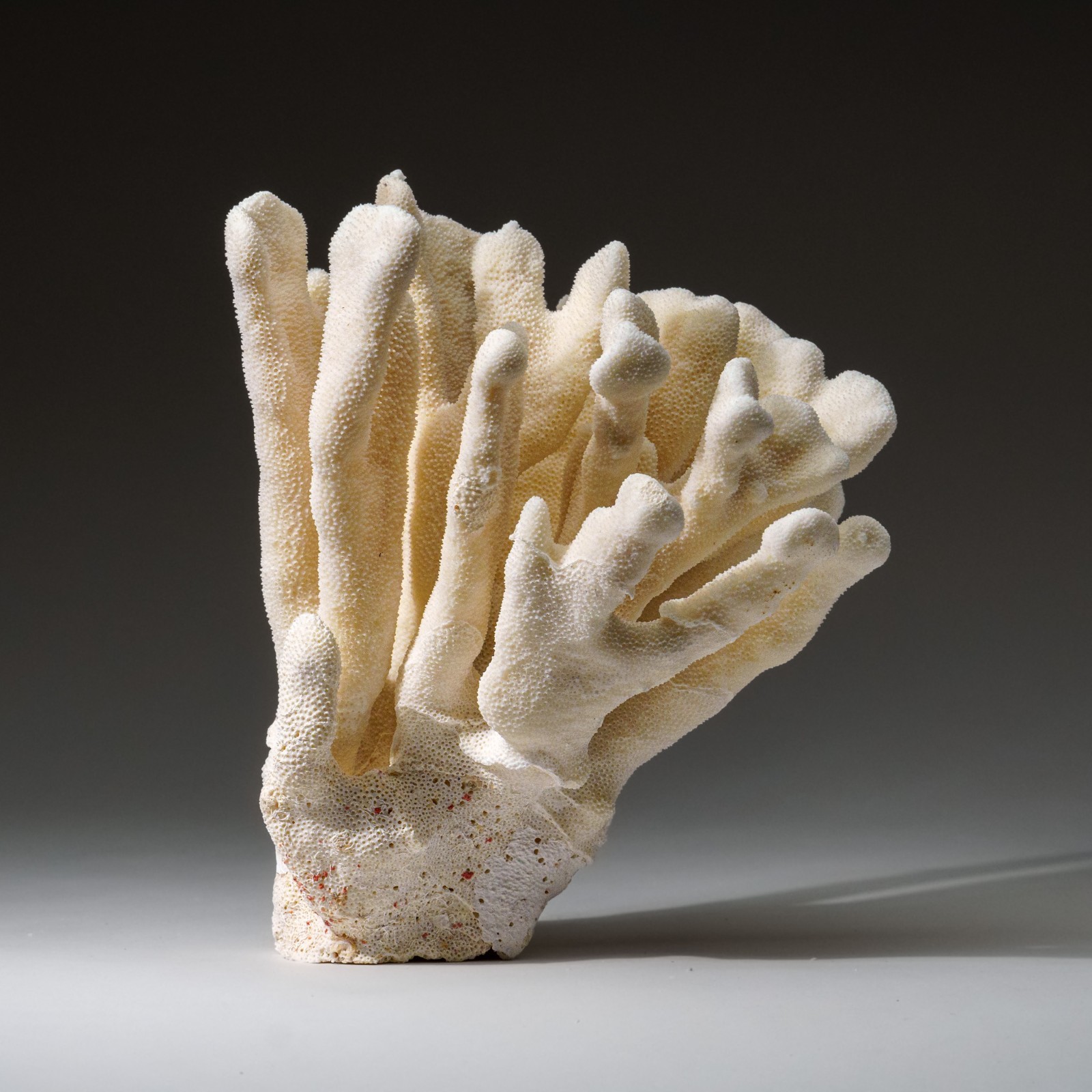 Genuine White Cat\'s Paw Coral (4 lbs)