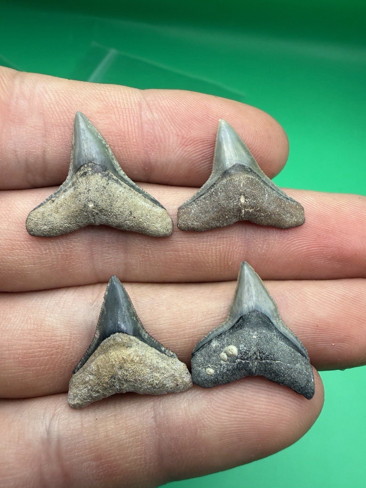 High Quality Bull Shark Teeth Set Of 4