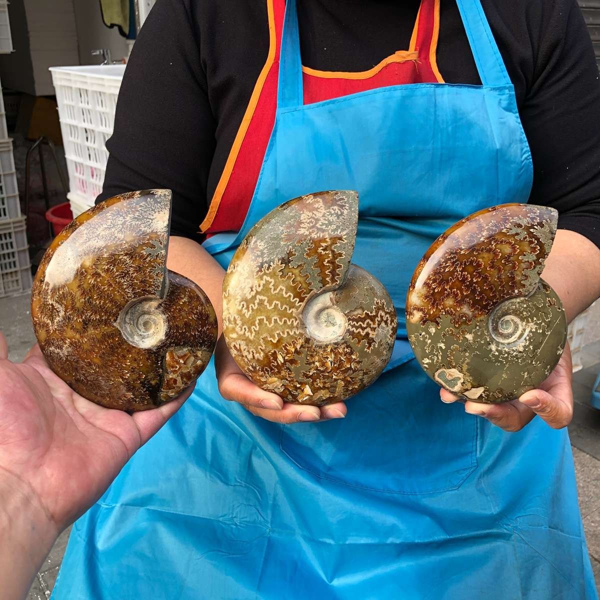 3pcs 3.87LB Natural Tentacle Ammonite Fossil Specimen Shell Healing Madagascar