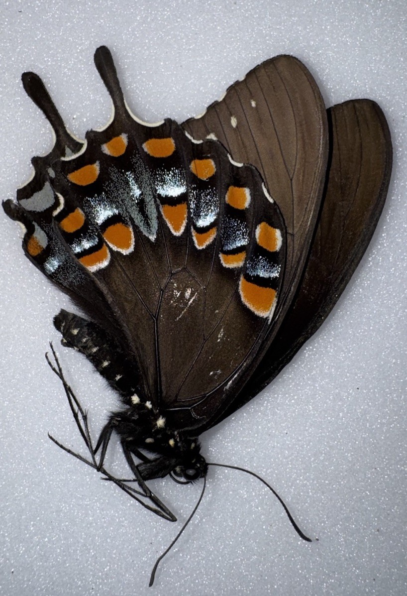 JS13 - Papilio troilus - Spicebush Swallowtails 1 JS13 - Papilio troilus - Spicebush Swallowtails 1