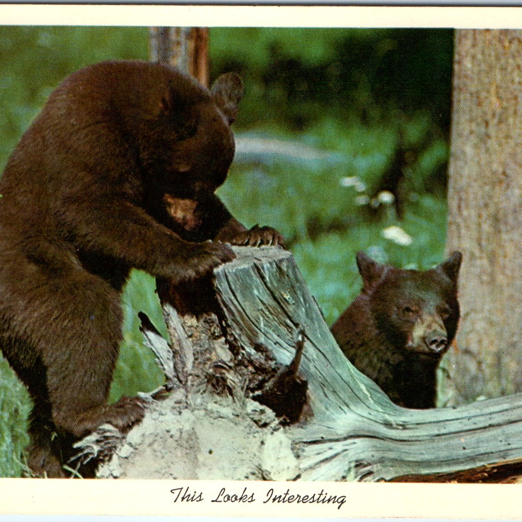 1949 Two Black Bears on Tree Stump Postcard Yellowstone National Park Wildlife 1949 Two Black Bears on Tree Stump Postcard Yellowstone National Park Wildlife
