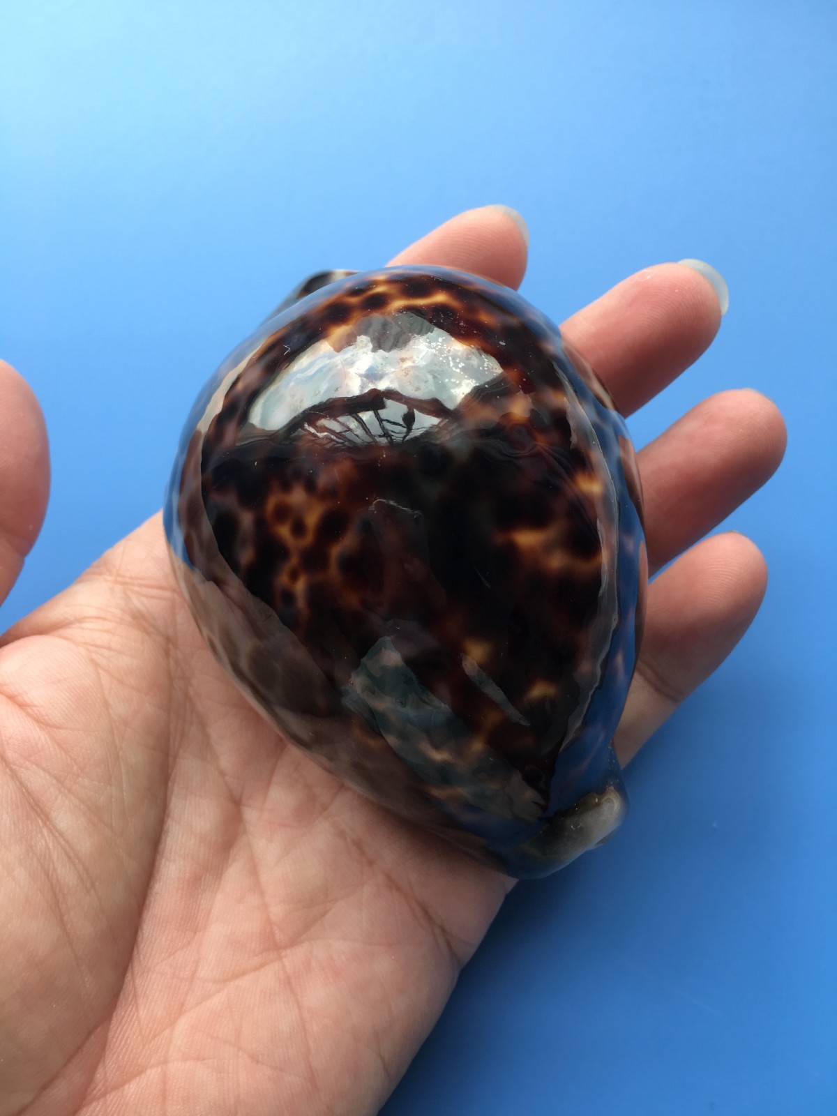 91.4mm | Cypraea Tigris | F+++ GEM | Special BROWN PURPLE color | Nice shell 91.4mm | Cypraea Tigris | F+++ GEM | Special BROWN PURPLE color | Nice shell