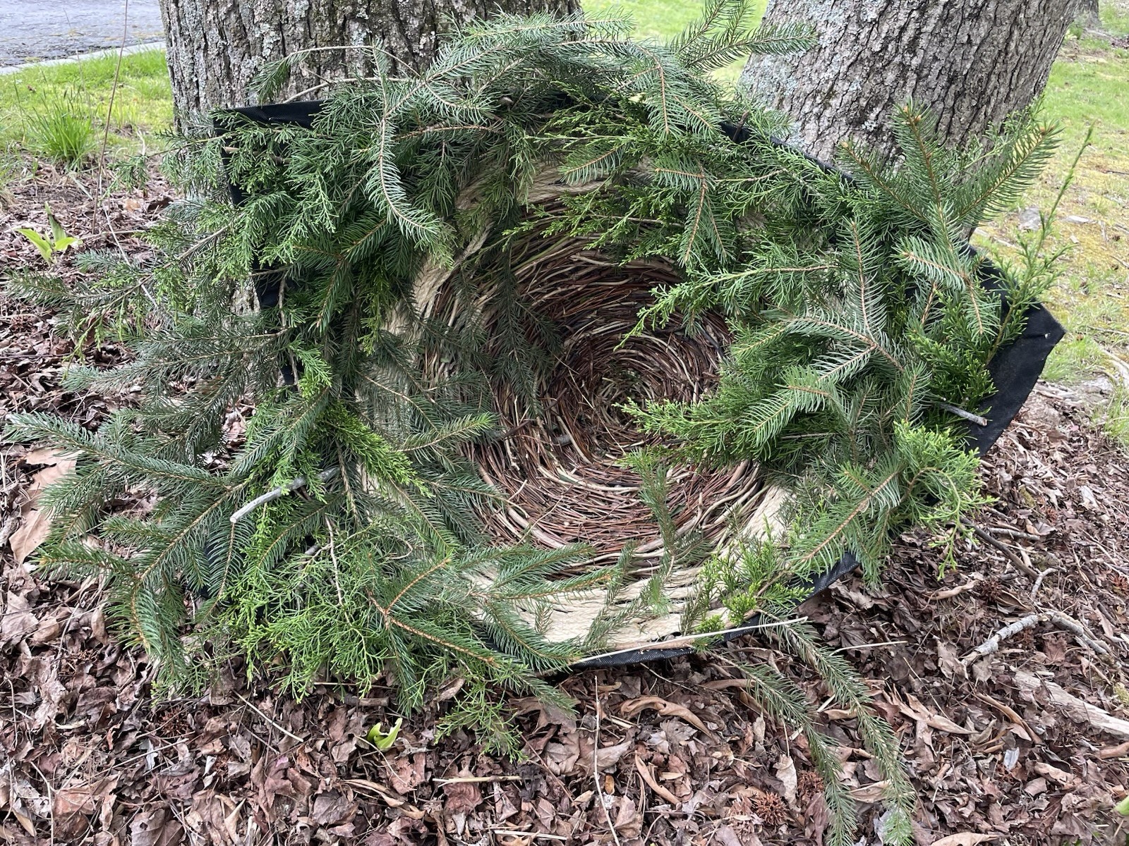Great Horned Owl Nest Cone