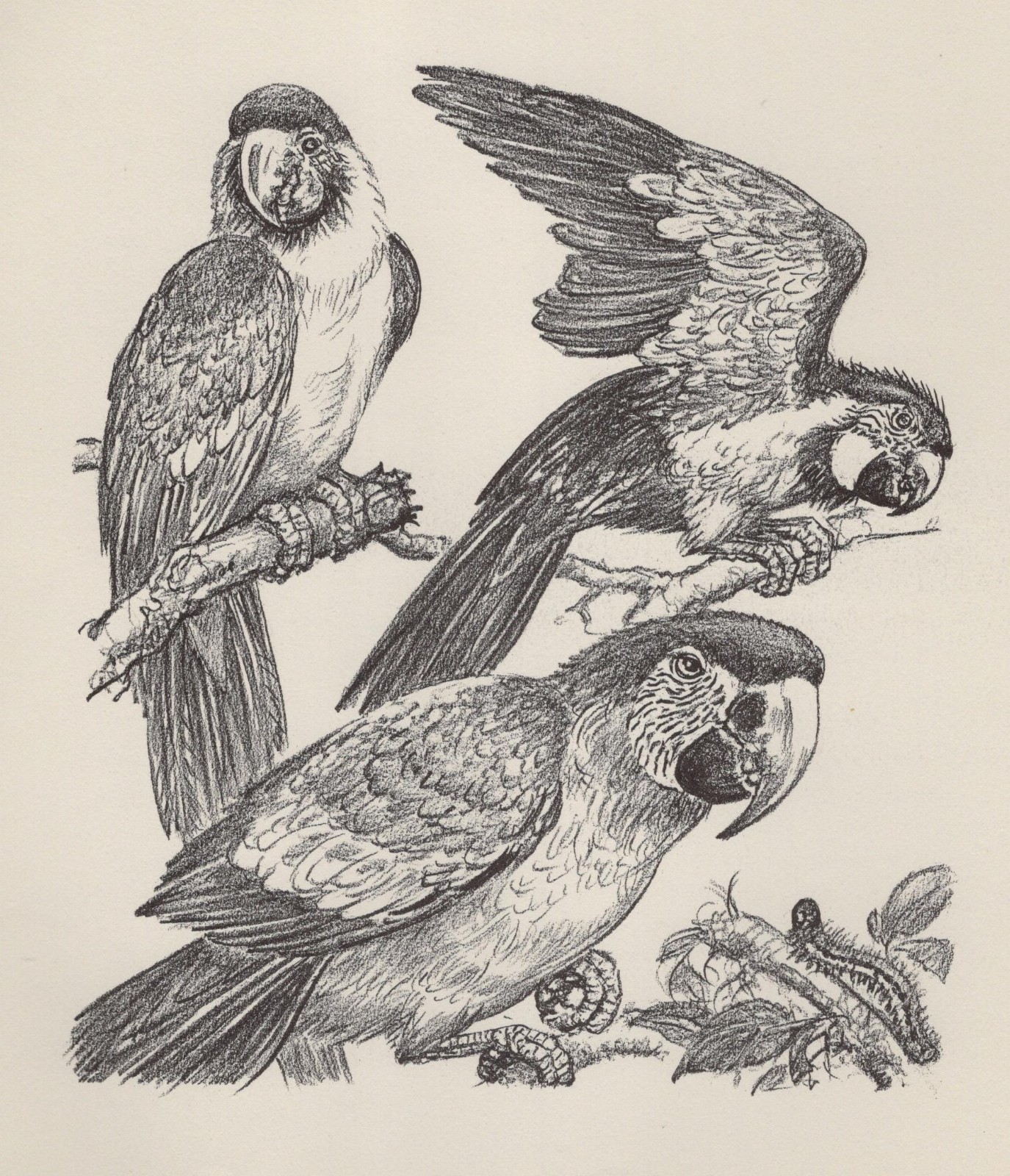 Parrot / Macaw - CUSTOM MATTED - Vintage Bird Art Print - 1953 Diana Thorne