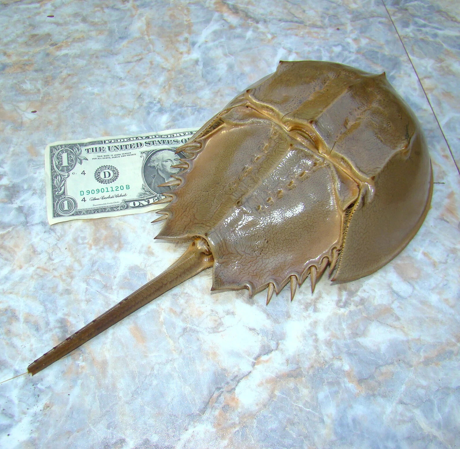 11\