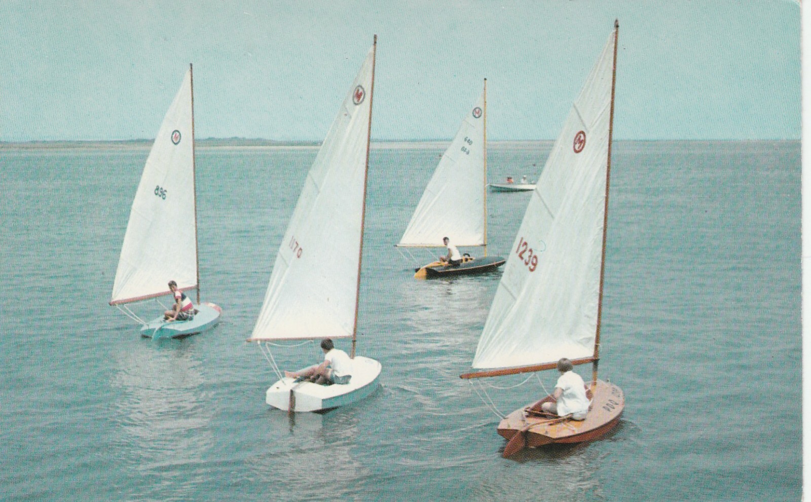 Sailfish boats individual sailing boats chrome souvenir postcard