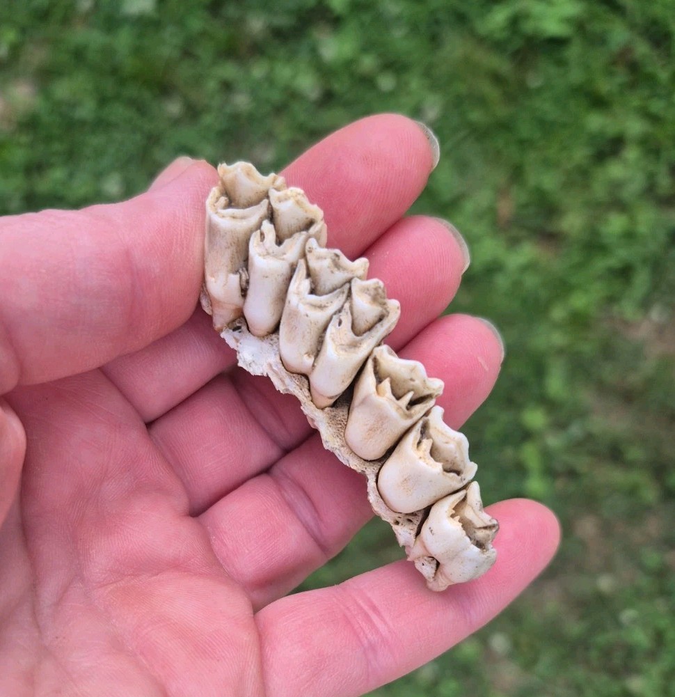 Row Of Jaw Teeth Whitetail Deer NW GA