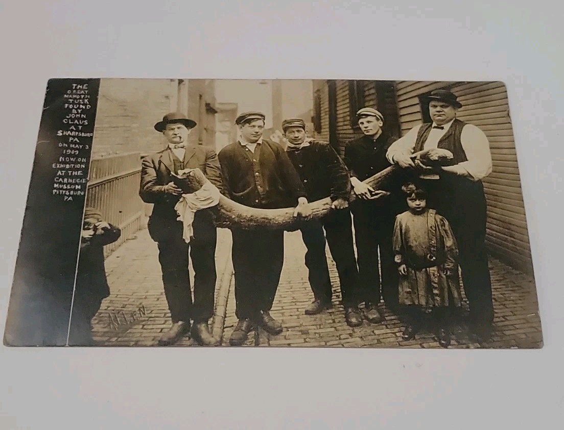 Rare 1909 Sharpsburg PA Mammoth Tusk RPPC Postcard Carnegie Museum Pittsburgh