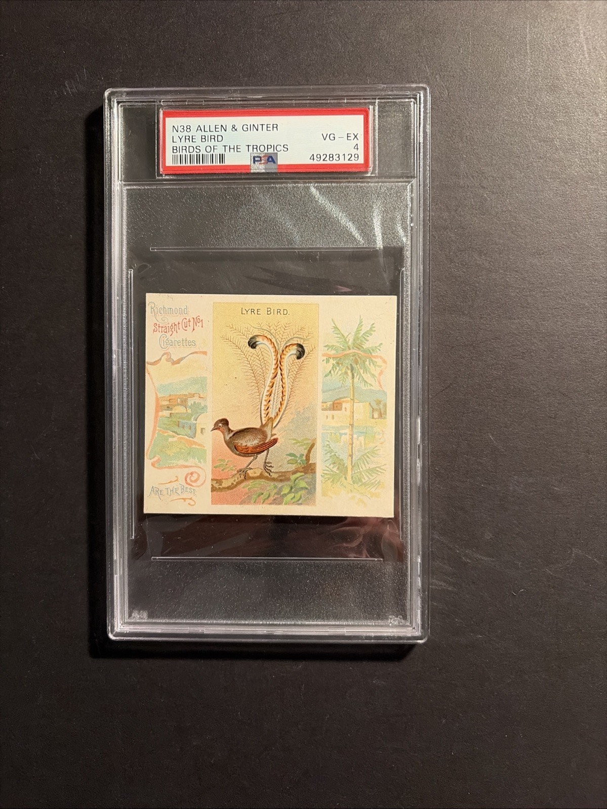 1889 N38 Allen & Ginter Birds Of The Tropics Lyre Bird 1889 N38 Allen & Ginter Birds Of The Tropics Lyre Bird