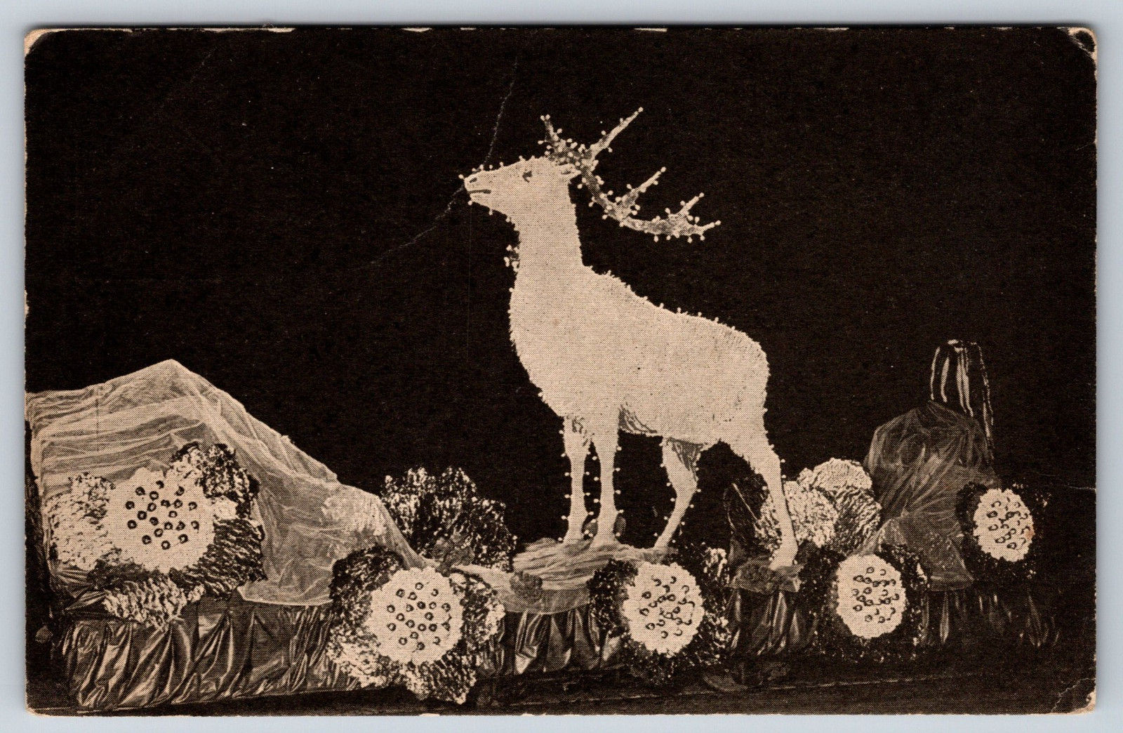 Vintage Postcard, 1907-1914, Deer