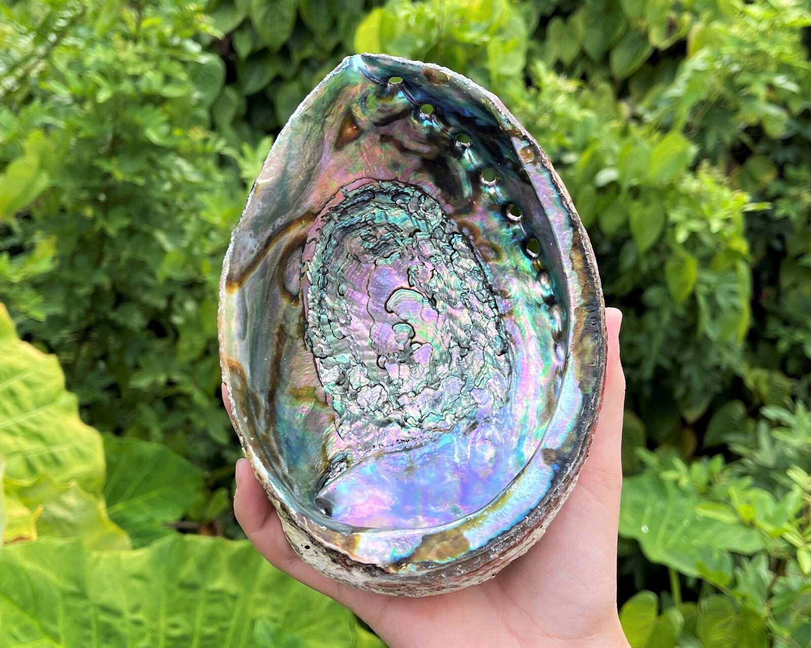 JUMBO Natural Abalone Shell, 6-7